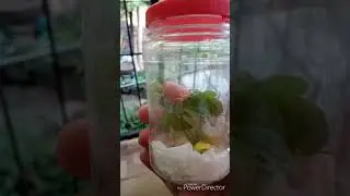 Yellow Sac Spider feeding