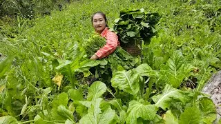 Harvesting green vegetables to sell - How to make delicious, crispy peanut candy | Ly Thi Tam