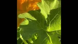 Just watching a little pumpkin pollination #PumpkinJourney #JustWatching #WatchThis #LetMeBee