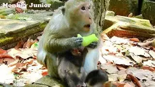 Daisy mom feeds her little Dante more food, Dante likes eating healthy food
