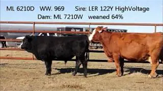 2016 Bull Pasture Tour - Simmentals