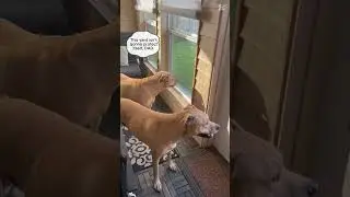 Our Twin Dogs Can&rsquo;t Handle Dad Mowing the Lawn Without Them! 😂🐾