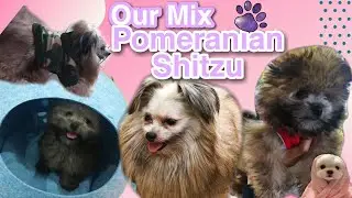 Mix Pomeranian Shih tzu  | LOKI our cute dog | Doremifa TV