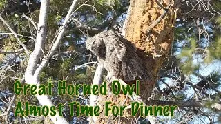 🦉🦉🦉 Great Horned Owl Awake Mostly  🦉🦉🦉 Bubo Virginianus