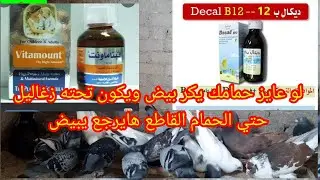 علاج انقطاع وتأخير البيض في الحمام #البيضه الوحده #القشر الضعيف #نقص الكالسم#فيتامونت#ديكال#سيد فرج