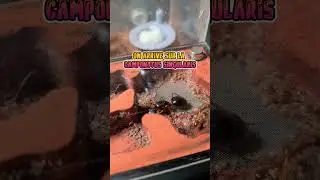 TOP 5 DE MES PLUS GRANDES ESP&Egrave;CES DE FOURMIS&nbsp;#fourmis #animals #amazing