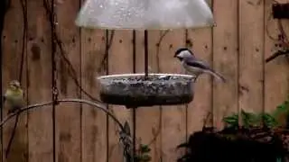 Backyard Birds 2014 Arkansas
