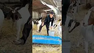 Inspiring Strength: Man Cares For Livestock