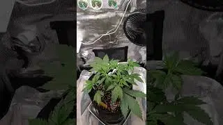 SATURDAY UPDATE TOOK THEM BIG FAN LEAVES OFF @SpiderFarmer #grow #420