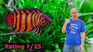 Ornate Ctenopoma have SUPERPOWERS! Right Fish For You?