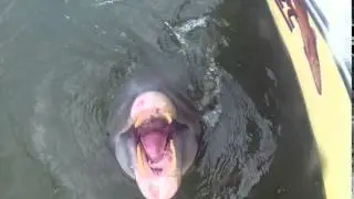 SURPRISE WHEN SHARK FISHING!