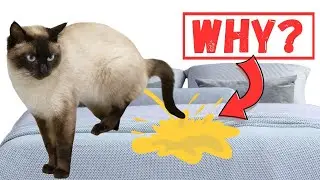 😿My Cat Pees on My Bed! The Shocking Reason and How To Fix It🚫Stop Cat Peeing on Bed #10 Solutions!