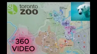POLAR BEAR - TORONTO, CANADA - VR 360 - INSTA360 X5 - FOR META QUEST & VISION PRO