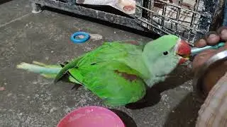 Baby Love bird Bahut shaitaan Hai #parrot #lovebirds #pet