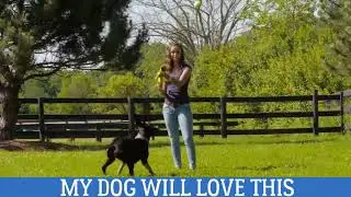 Tennis Ball Launcher Gun | Pawific