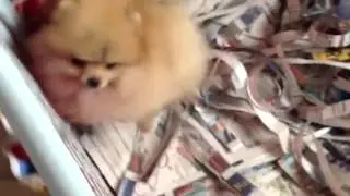 Lulu da Pomerania- Spitz Alem&atilde;o