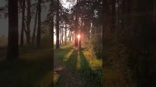 ради таких рассветов можно и не спать #nature #russia #природа #beautiful #forest
