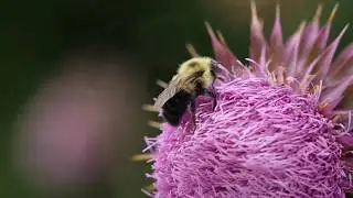 GH5 Slow Motion
