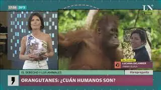 Orangutanes, ¿cuán humanos son?