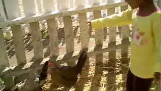 VID00529