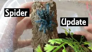 Rehousing Caribena Versicolor | Tarantula Update