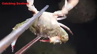 Catching Seafood | Go catch fresh seafood, shrimp, crab, fish, squid, snail at low tide at the beach