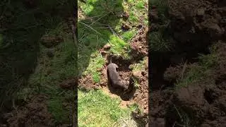 Miniature dachshund vs Rat