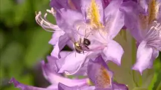 The Bee Show by React legend