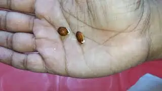 Grow Plum tree from seeds