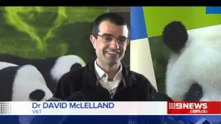 Panda Breeding Season | 9 News Adelaide