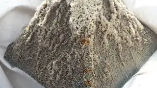 Sea Snail conservation project 2022