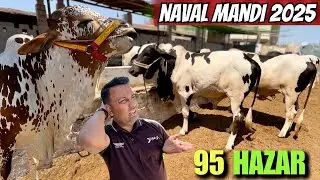 Naval Cow Mandi Latest Rates Update 2025 Qurbani Season | 95 Hazar Main Qurbani Ka Bahtreen Janwar