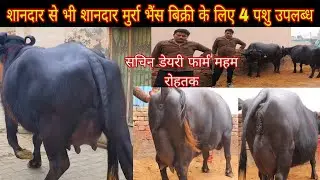 शानदार से भी शानदार मुर्रा भैंस बिक्री के लिए 4 पशु उपलब्ध सचिन डेयरी फार्म महम जिला रोहतक 1-3-2024