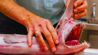 The Japanese Eat Everything! Incredible Goblin Shark Preparation!