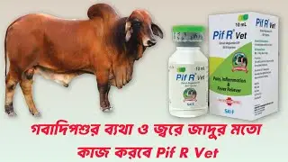 Pif R Vet will work like magic for cattle pain and fever! || Animal Health Care