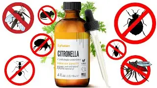 How to Use Citronella Oil to Get Rid of Pests QUICK & FAST
