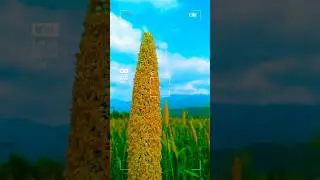 🌾 Village Life & Farm Vibes | Beautiful Village Short Video 🚜✨