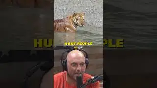Почему некоторые тигры охотятся на людей &mdash; Джо Роган