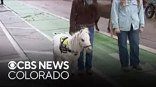 National Western Stock Show Parade showcases the West through downtown Denver