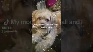 2024 10 17 172650076#shihztu poo #shihtzu