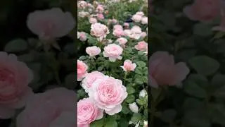 Jenis mawar wangi buat rumah kamu 😁 #rose #flowers #scent #mawar