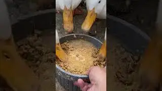 Did you know baby ducklings need a special diet??? #shorts