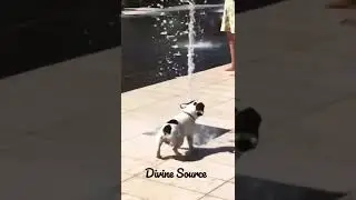 Happy dog having summer fun 🤩 #shorts #divinesource #fun #dog #summerfun ##waterfun