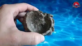 Окаменелая устрица   Exogyra   Экзогира