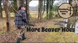 More Beaver Problems