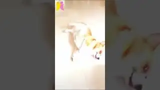 funny animals 😝😜 volume26 #shorts #youtubeshorts #ytshorts #funny #memes #viral #youtube