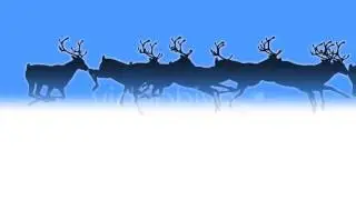 Reindeer Herd - Black Silhouettes - Passing Screen Motion Graphics