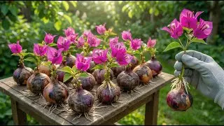 Just onions! The bougainvillea cuttings suddenly took root and bloomed year-round.