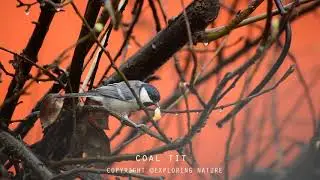 COAL TIT || #BIRDS #COALTIT