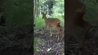 Deer passing by #woods #forestdeer #roedeer #trailcamera #deer #forest #wildanimals #doe